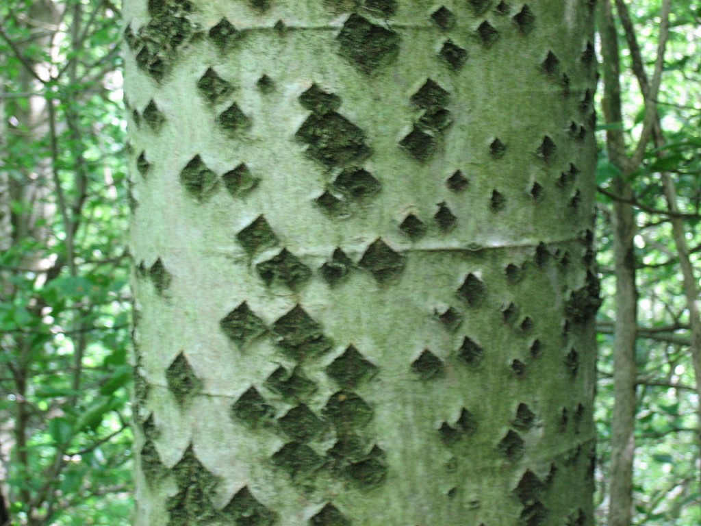 Topola biała - Populus alba