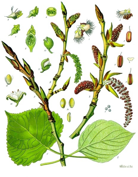 Topola czarna - Populus nigra