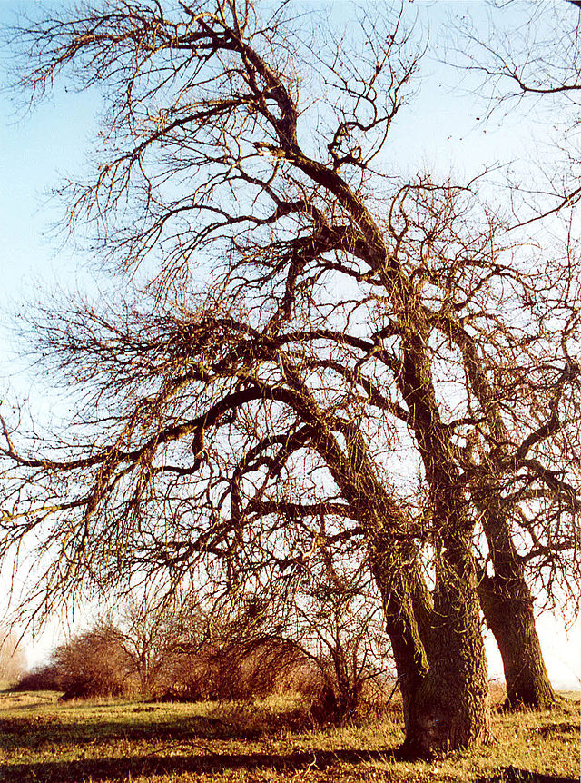Topola czarna - Populus nigra