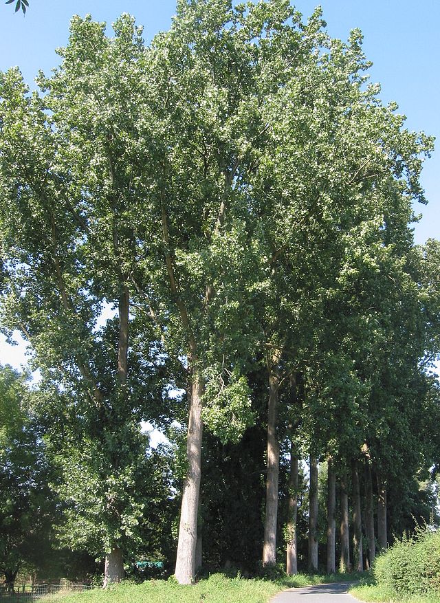 Topola kanadyjska - Populus canadensis