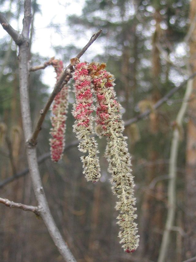 Topola osika - Populus tremula