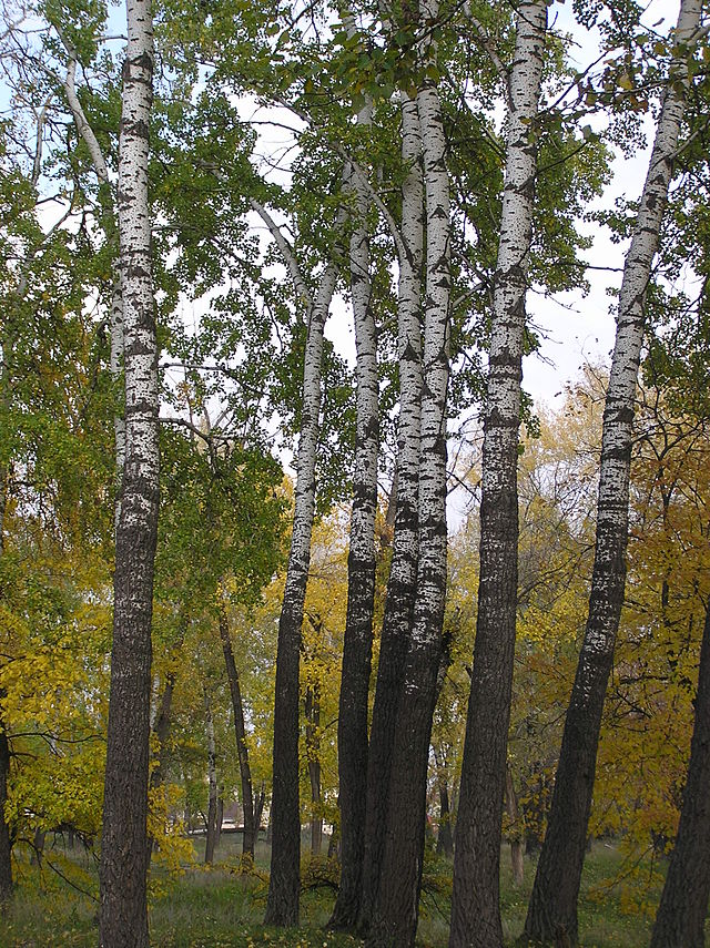 Topola szara - Populus canescens