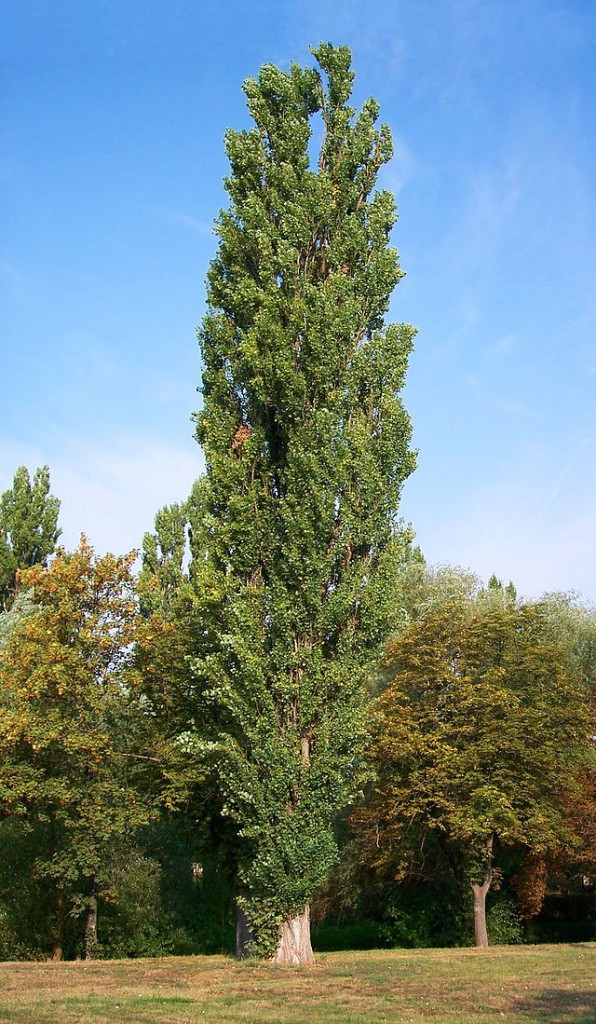 Topola włoska - Populus nigra Italica