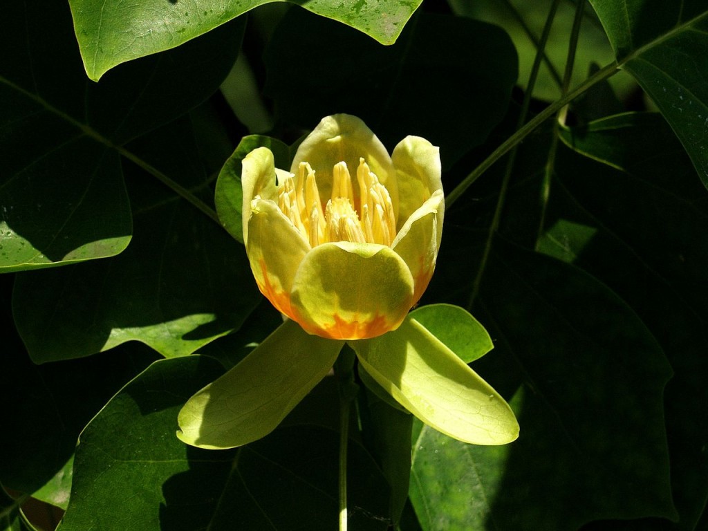 Tulipanowiec amerykański - Liriodendrod tulipifera