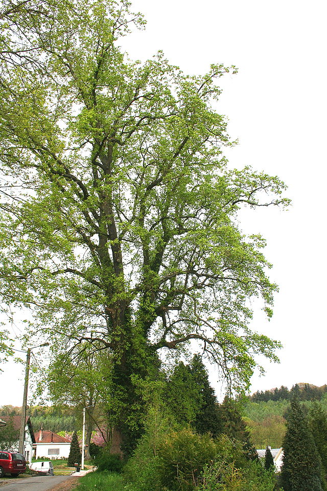 Tulipanowiec amerykański - Liriodendrod tulipifera