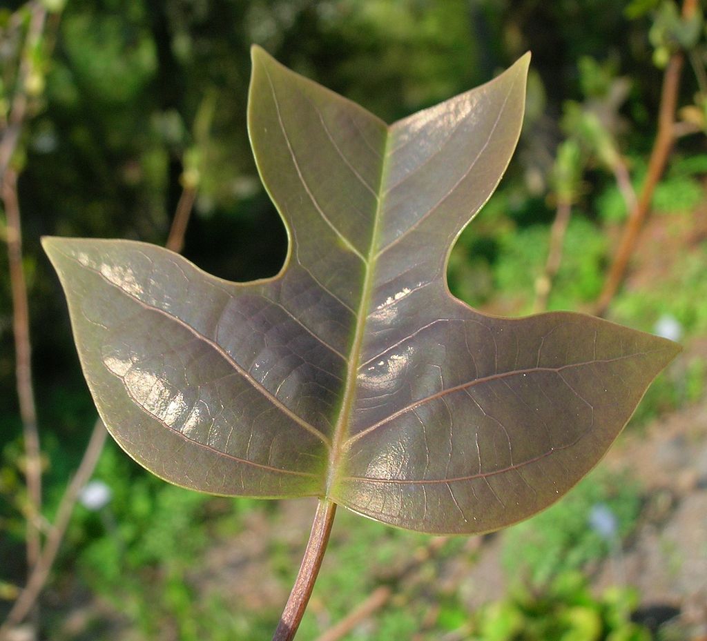 Tulipanowiec chiński - Liriodendron chinense