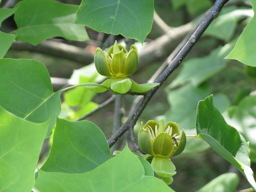 Tulipanowiec chiński - Liriodendron chinense