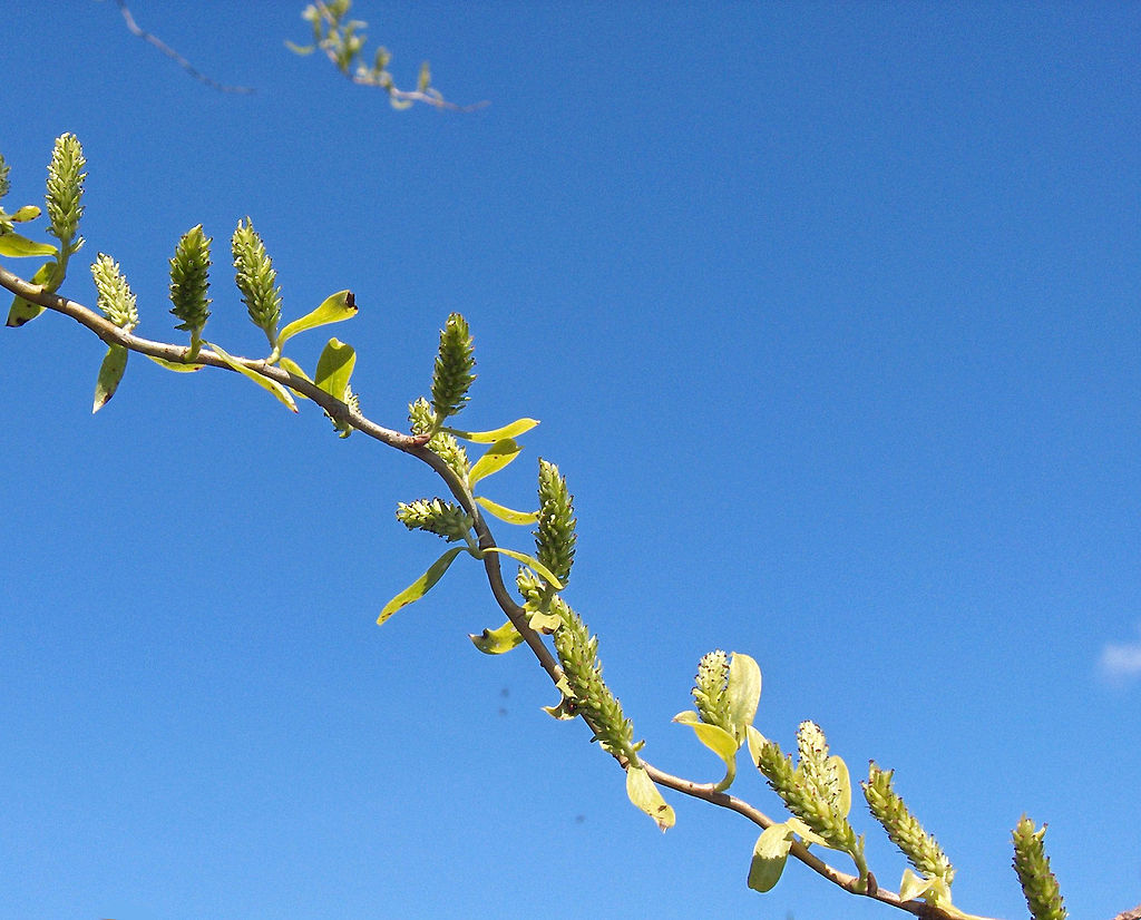 Wierzba babilońska - Salix babylonica