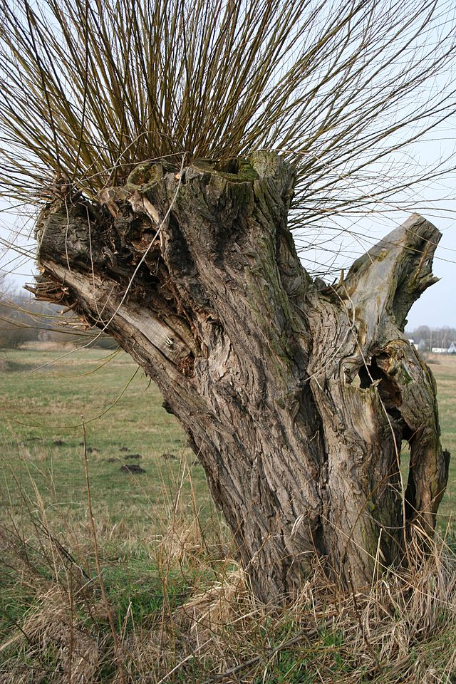 Wierzba biała - Salix alba