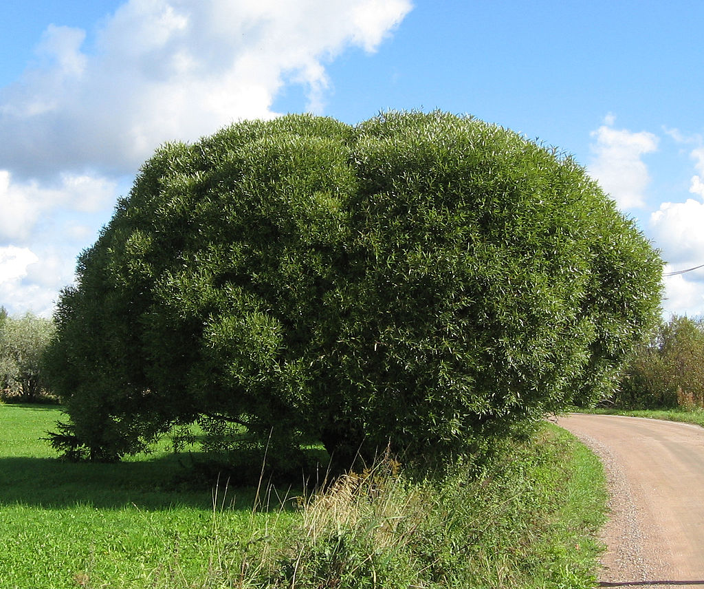 Wierzba krucha - Salix fragilis