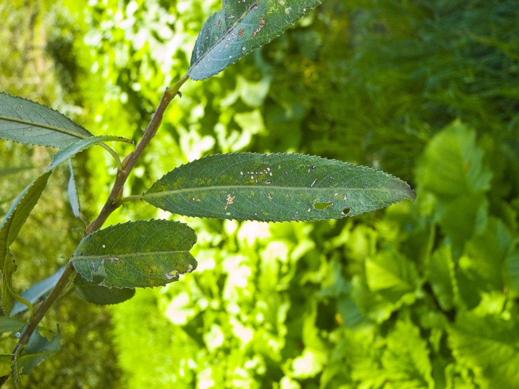 Wierzba krucha - Salix fragilis