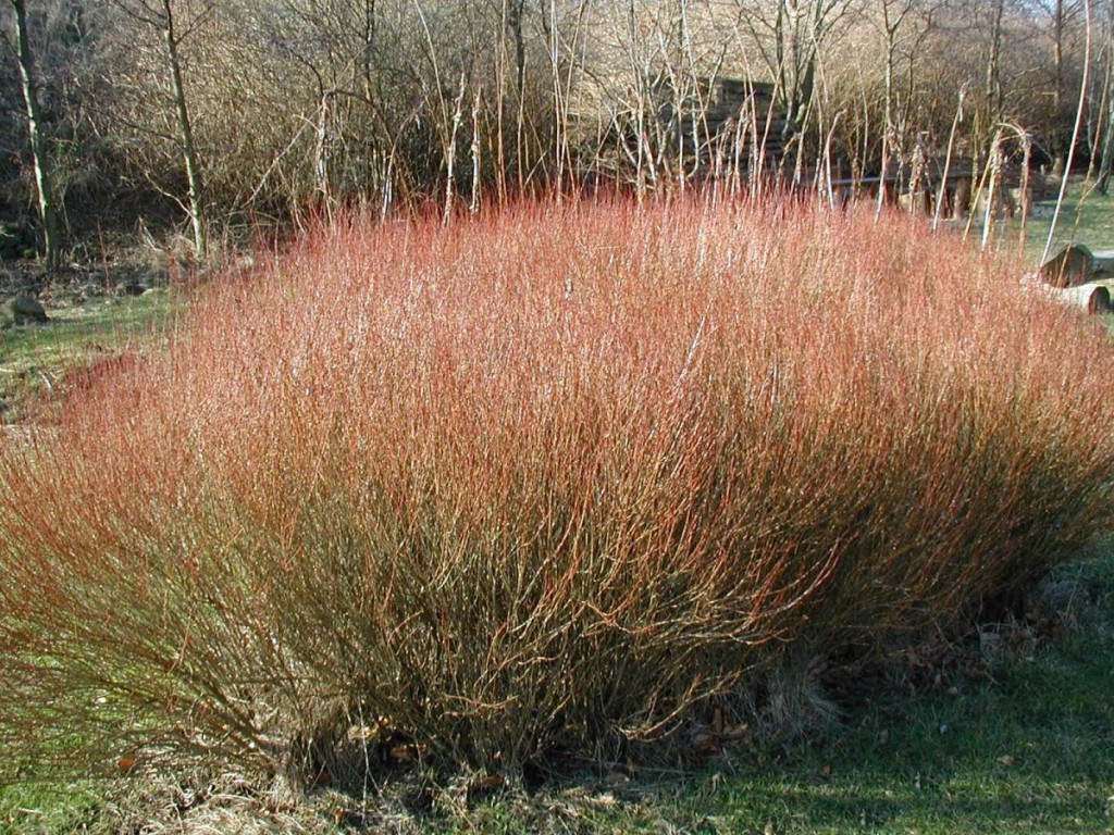 Wierzba purpurowa - Salix purpurea