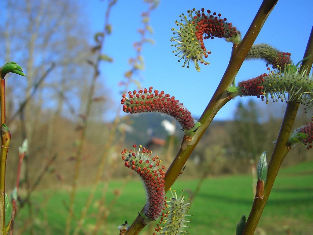 Wierzba purpurowa - Salix purpurea