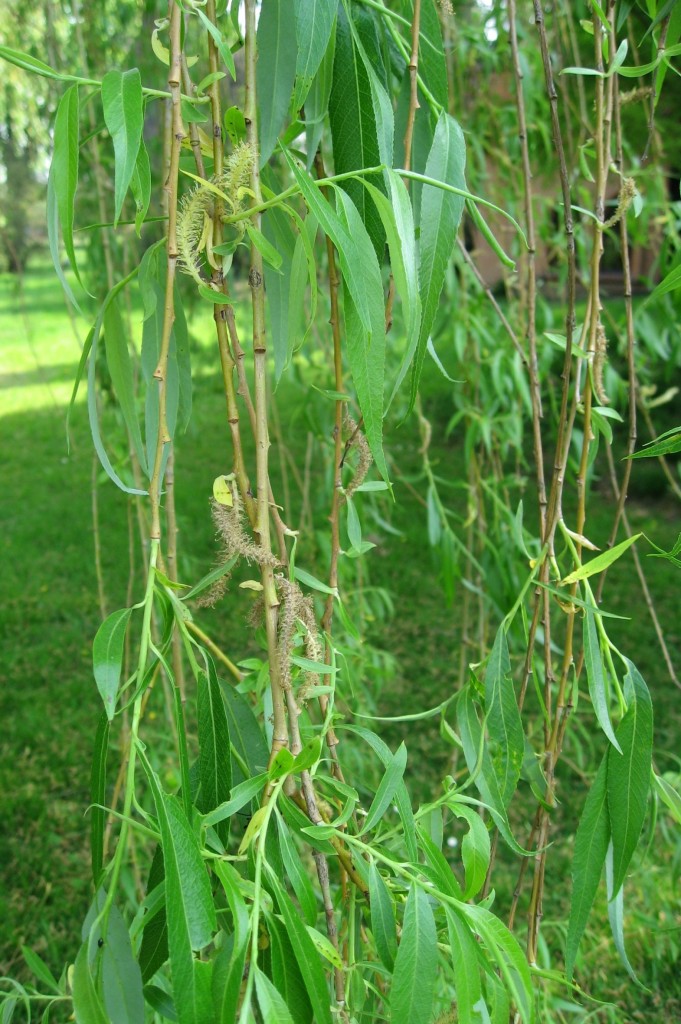 Wierzba płacząca - Salix alba 