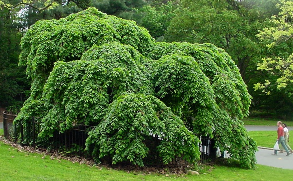 Wiąz górski - Ulmus glabra