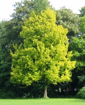 Wiąz holenderski - Ulmus hollandica