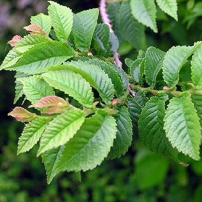 Wiąz polny - Ulmus minor