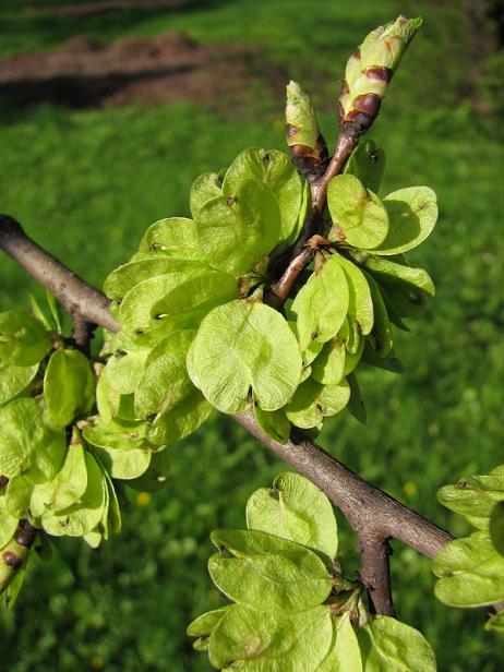 Wiąz polny - Ulmus minor