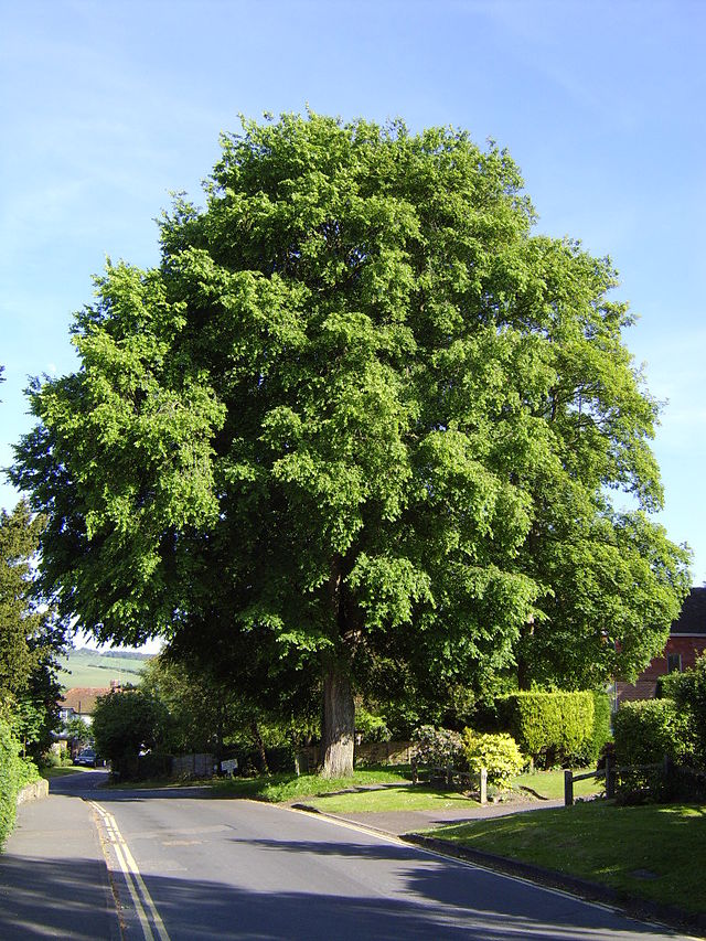 Wiąz szypułkowy - Ulmus laevis