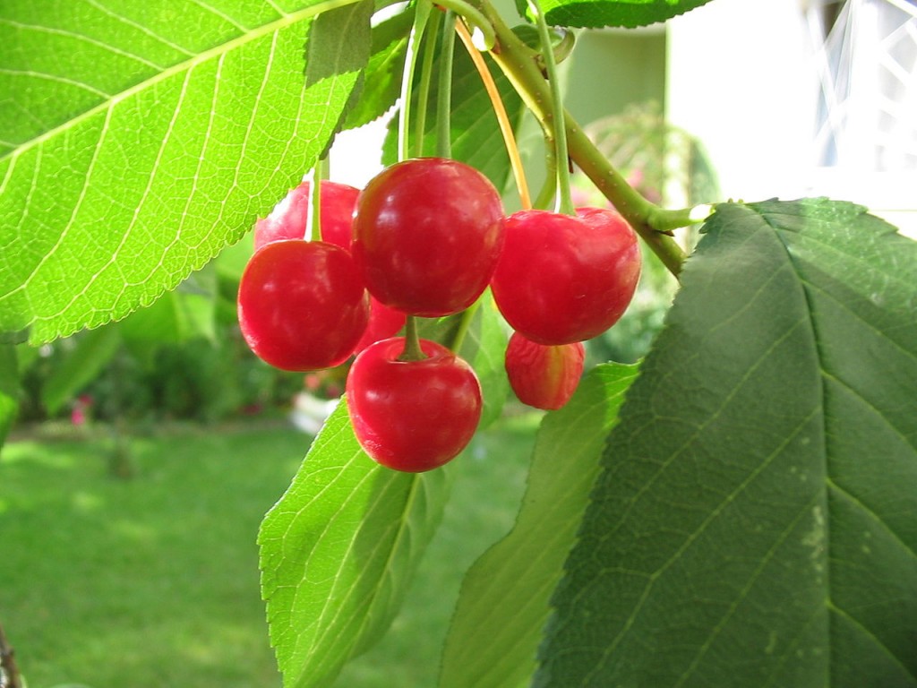 Wiśnia pospolita - Cerasus vulgaris