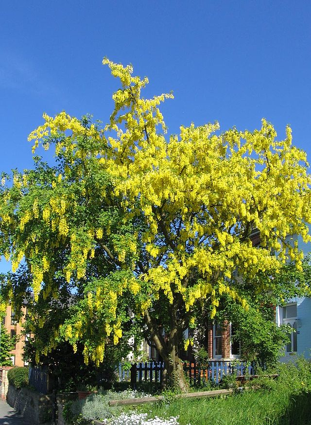 Złotokap zwyczajny - Laburnum anagyroides