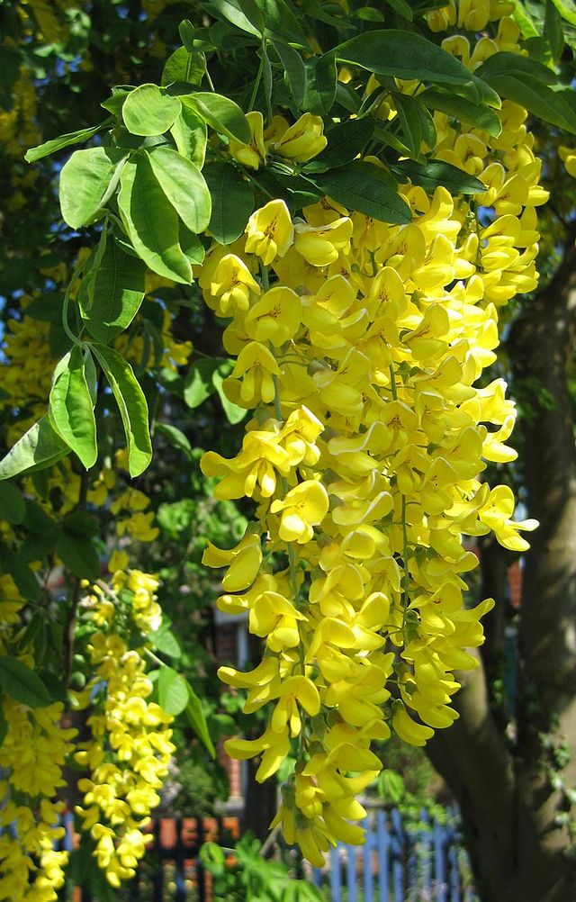 Złotokap zwyczajny - Laburnum anagyroides