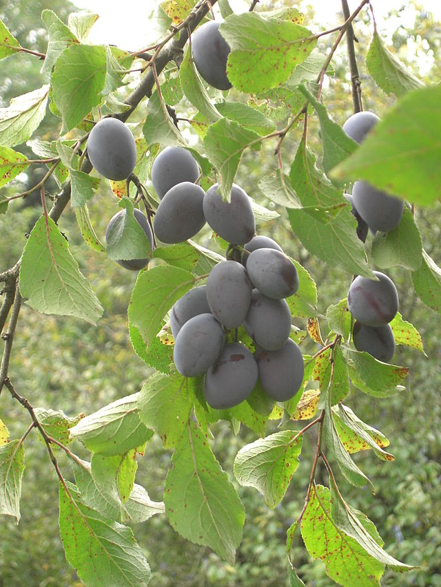 Śliwa domowa - Prunus domestica