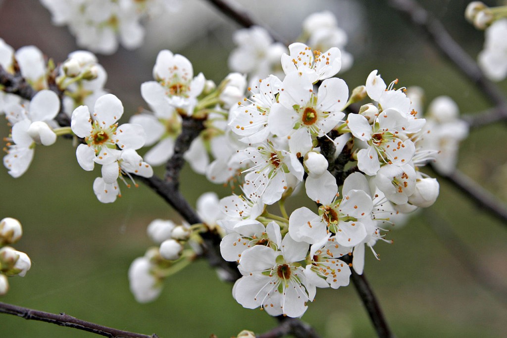 Śliwa domowa - Prunus domestica