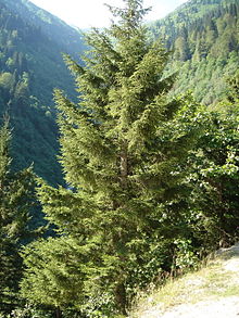 Świerk kaukaski - Picea orientalis