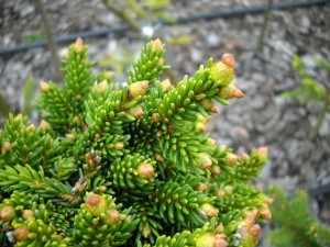 Świerk kaukaski - Picea orientalis