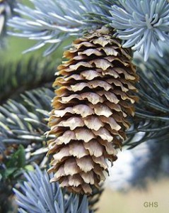 Świerk kłujący - Picea pungens