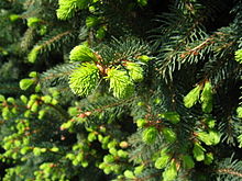 Świerk pospolity - Picea abies