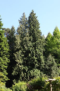 Żywotnik olbrzymi - Thuja plicata