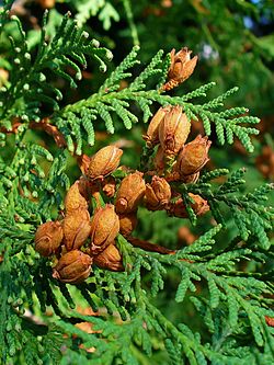 Żywotnik zachodni - Thuja occidentalis