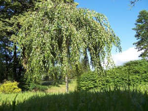 Brzoza brodawkowata - Betula pendula