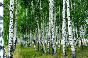 Brzoza brodawkowata - Betula pendula2